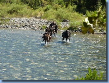 Riders crossing a river on a horseback trail ride in NP Huequehue, Chile